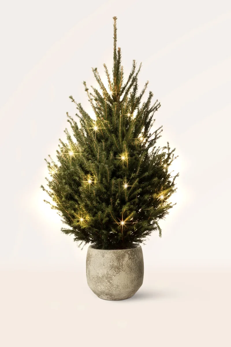 Árbol de Navidad Picea Abies Excelsa