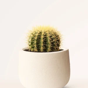 Cactus Echinocactus Grusonii