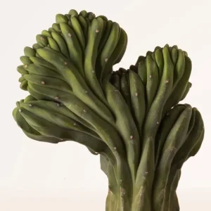 Myrtillocactus Geometrizans Crestata