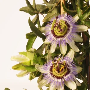 Passiflora Caerula