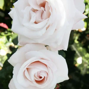 Rosal Royal Copenhaguen Blanco